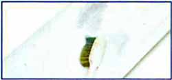 efeito chuva 1