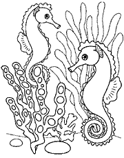 molde-cavalo-marinho 2