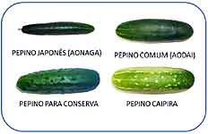 Tipos de Pepinos